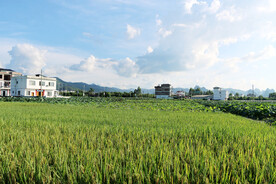 田园风光
