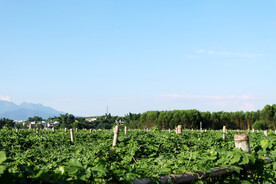 田园风光