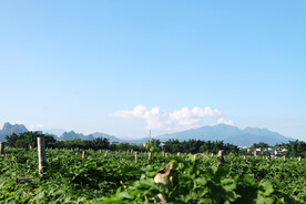 田园风光
