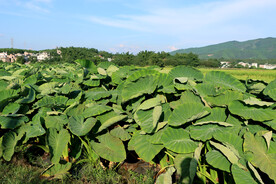 芋头种植