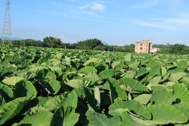 芋头种植基地