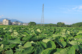 槟榔芋头