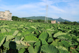 芋头种植