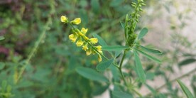 草木犀花