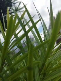 水草