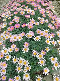 雏菊