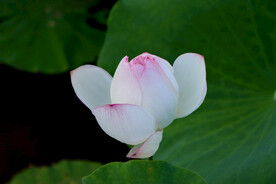 荷花花苞花蕾