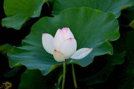 荷花花苞