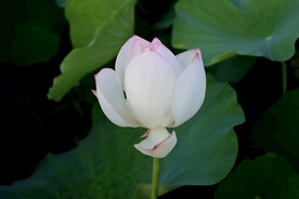 荷花花苞