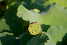 莲蓬