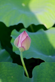 荷花花苞花蕾