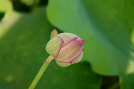 荷花花苞花蕾