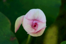 荷花花苞花蕾
