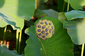 莲蓬莲子