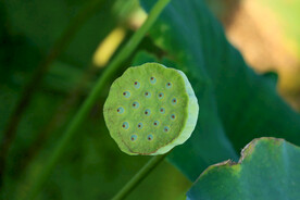 莲蓬莲子
