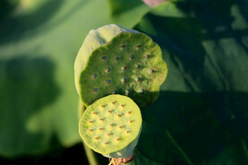 莲蓬莲子