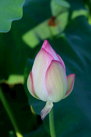 荷花花苞