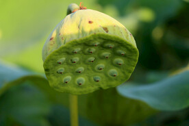 莲蓬莲子