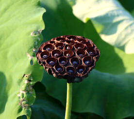 莲蓬莲子