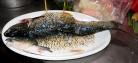 草鱼