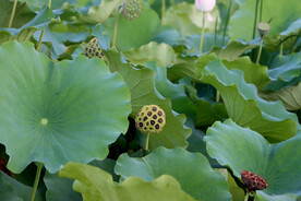 莲蓬莲子