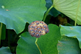 莲蓬莲子