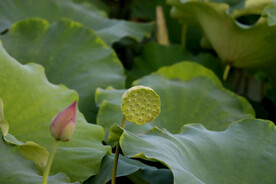 莲蓬莲子