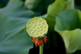 莲蓬莲子