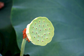莲蓬莲子