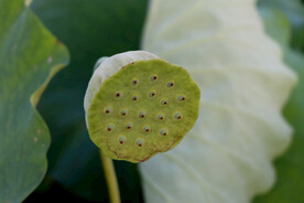 莲蓬莲子