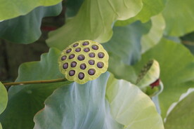 莲蓬莲子