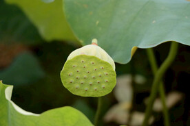 莲蓬莲子