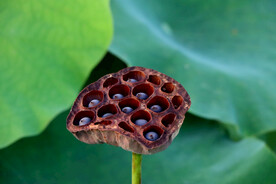 莲蓬莲子