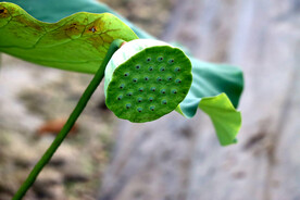 莲蓬莲子