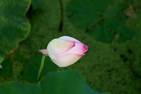 荷花花苞