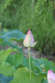 荷花花苞