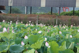 荷花花苞