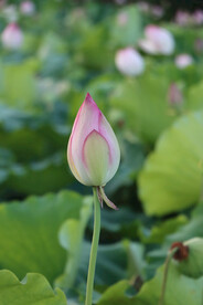 荷花花苞