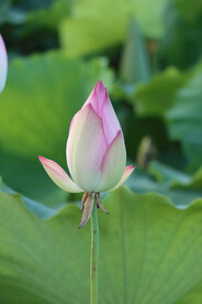荷花花苞