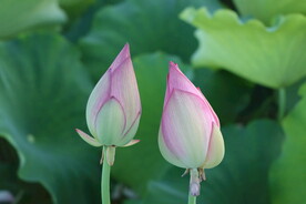 荷花花苞