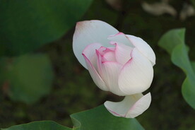 荷花花苞
