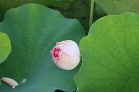 荷花花苞