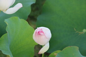荷花花苞