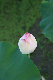 荷花花苞