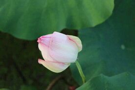 荷花花苞