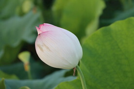 荷花花苞
