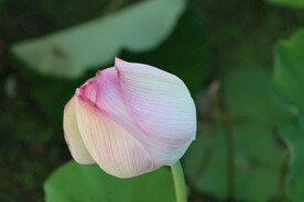 荷花花苞
