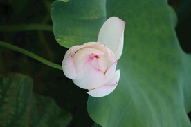 荷花花苞