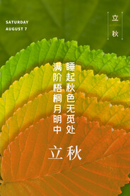 立秋海报