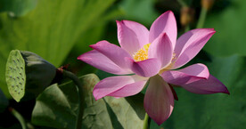 荷花